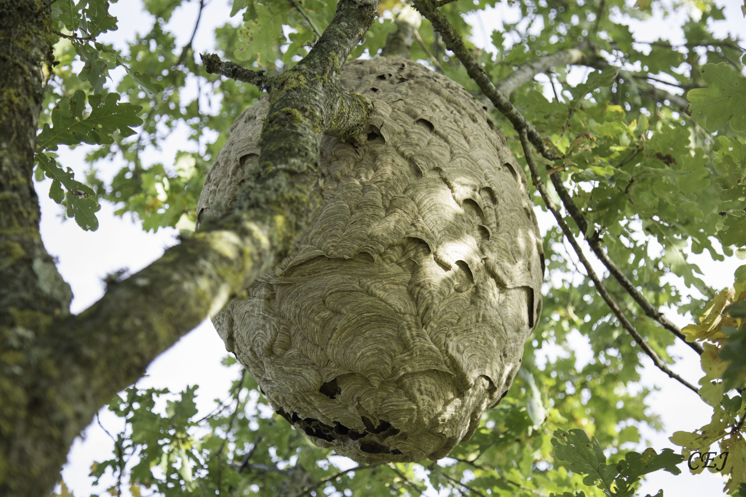 Frelon asiatique : ce qu’il faut savoir pour agir au bon moment